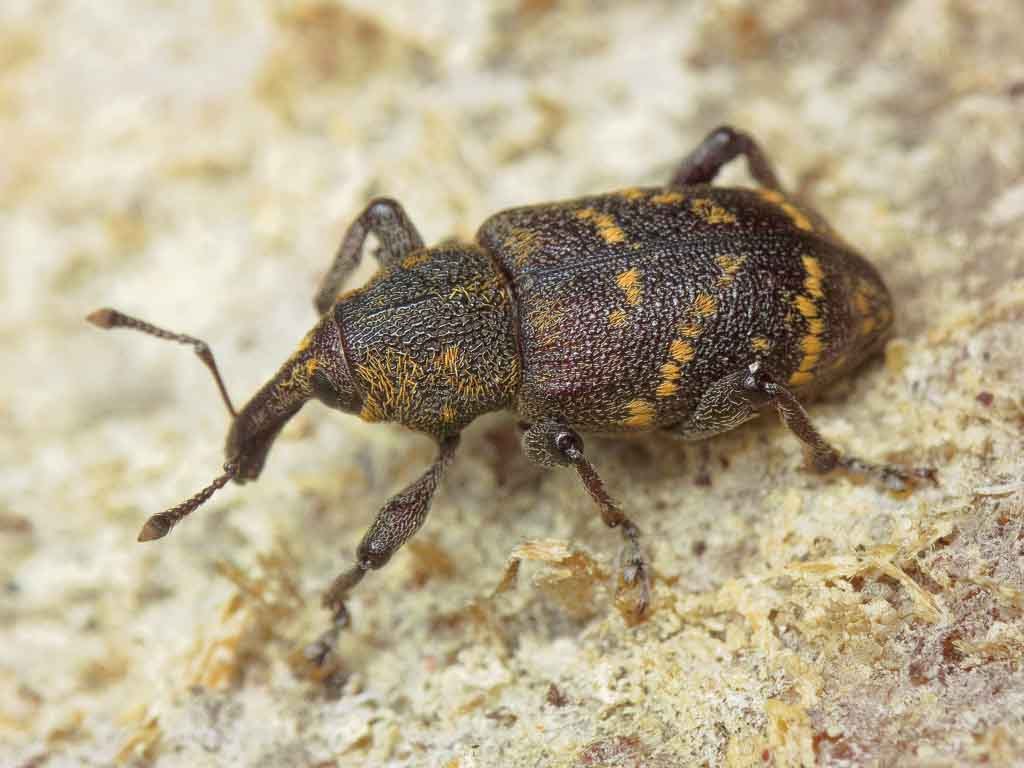 Hylobius abietis (Linnaeus, 1758)